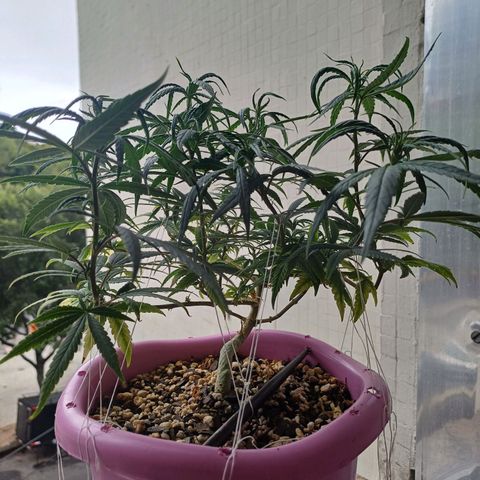 Mango Haze - Seshat growlog timeline photo