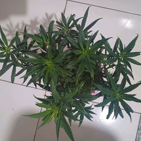Mango Haze - Seshat growlog timeline photo
