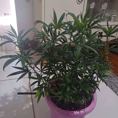 Mango Haze - Seshat growlog timeline photo