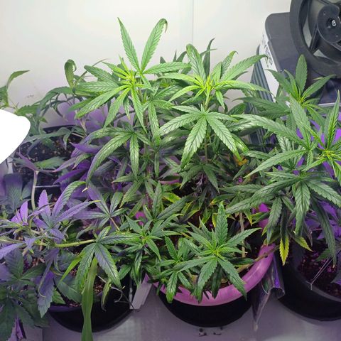 Mango Haze - Seshat growlog timeline photo