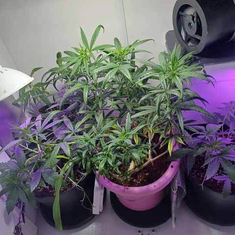 Mango Haze - Seshat growlog timeline photo