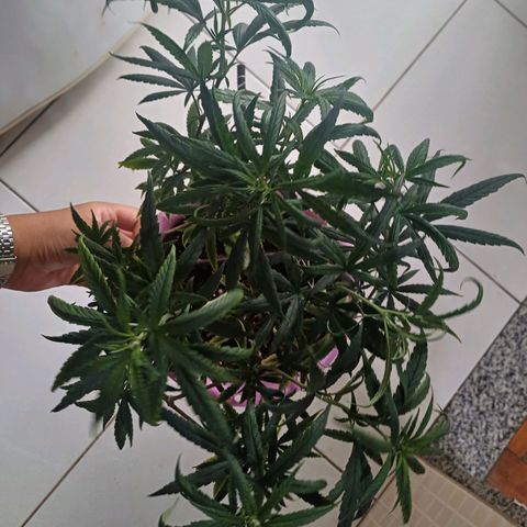 Mango Haze - Seshat growlog timeline photo