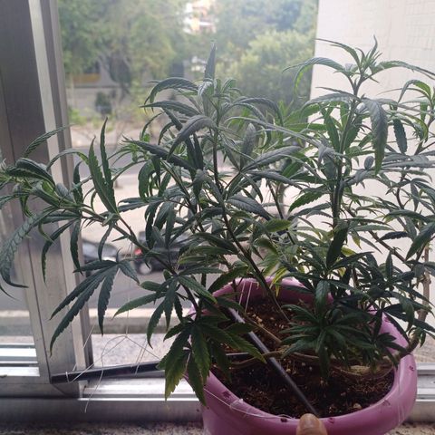Mango Haze - Seshat growlog timeline photo