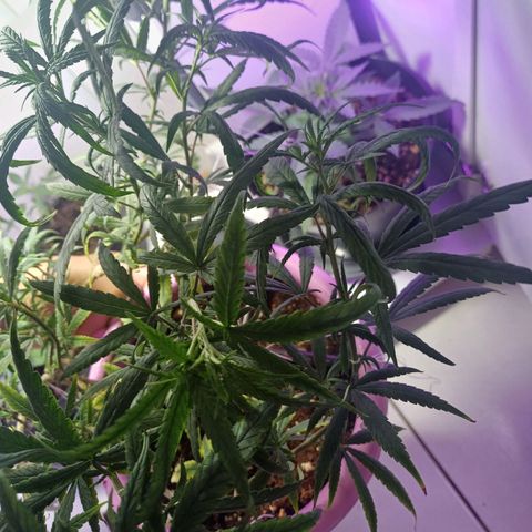 Mango Haze - Seshat growlog timeline photo