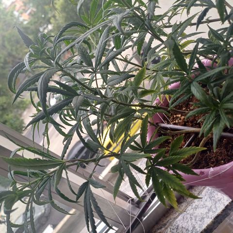 Mango Haze - Seshat growlog timeline photo