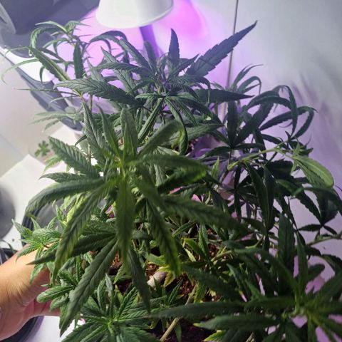 Mango Haze - Seshat growlog timeline photo