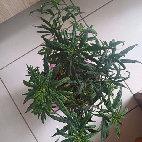 Mango Haze - Seshat growlog timeline photo