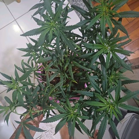 Mango Haze - Seshat growlog timeline photo