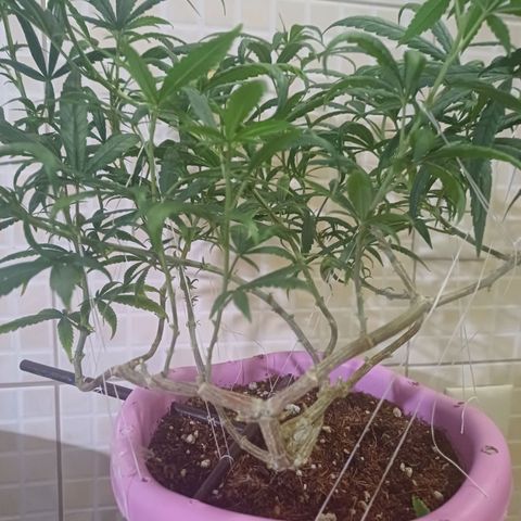 Mango Haze - Seshat growlog timeline photo