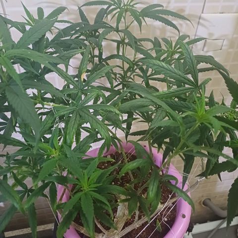 Mango Haze - Seshat growlog timeline photo