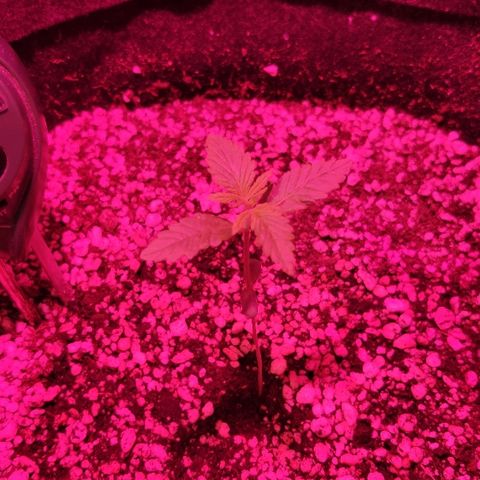 Auto Purple growlog timeline photo