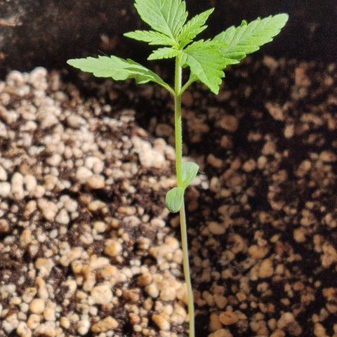 Auto Purple growlog timeline photo