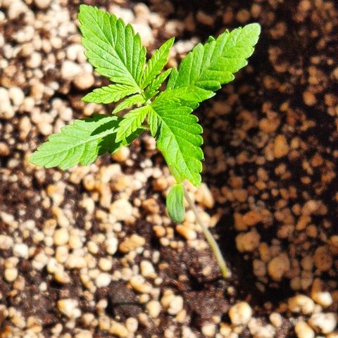 Auto Purple growlog timeline photo