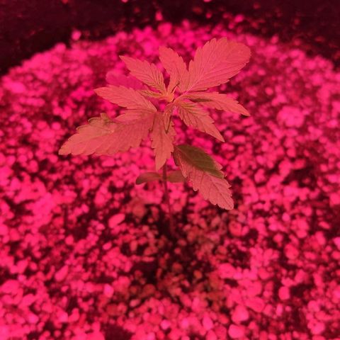 Auto Purple growlog timeline photo