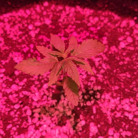 Auto Purple growlog timeline photo