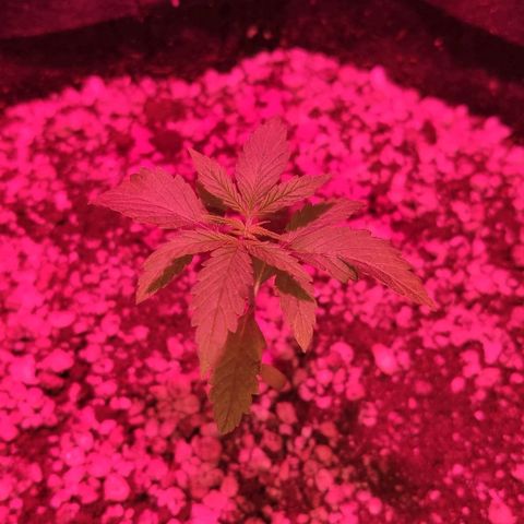 Auto Purple growlog timeline photo