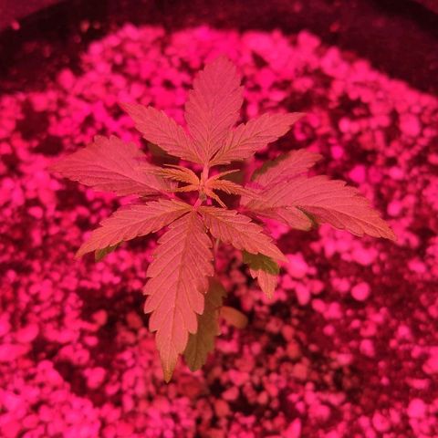 Auto Purple growlog timeline photo