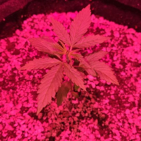 Auto Purple growlog timeline photo