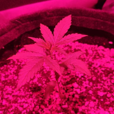 Auto Purple growlog timeline photo