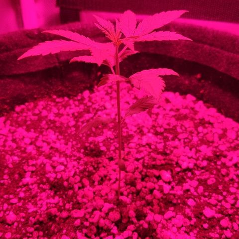Auto Purple growlog timeline photo