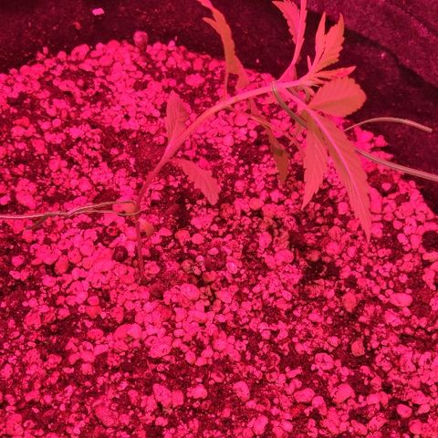 Auto Purple growlog timeline photo