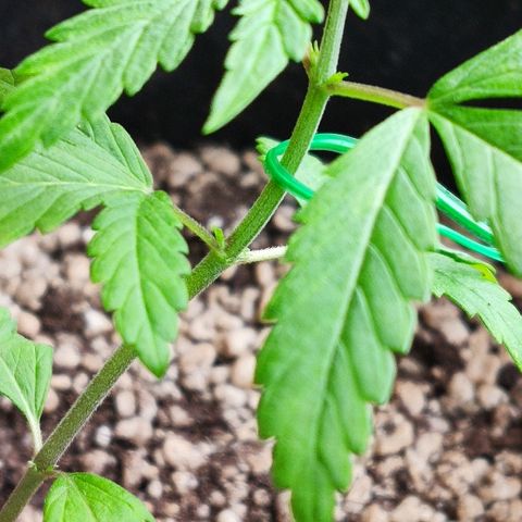 Auto Purple growlog timeline photo