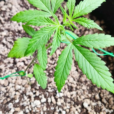 Auto Purple growlog timeline photo