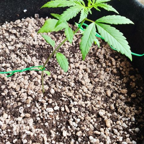 Auto Purple growlog timeline photo