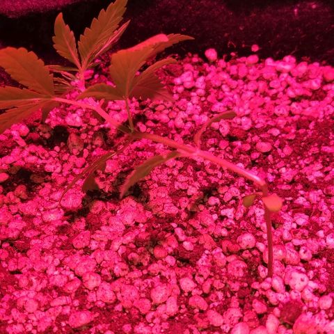 Auto Purple growlog photo: Acidente