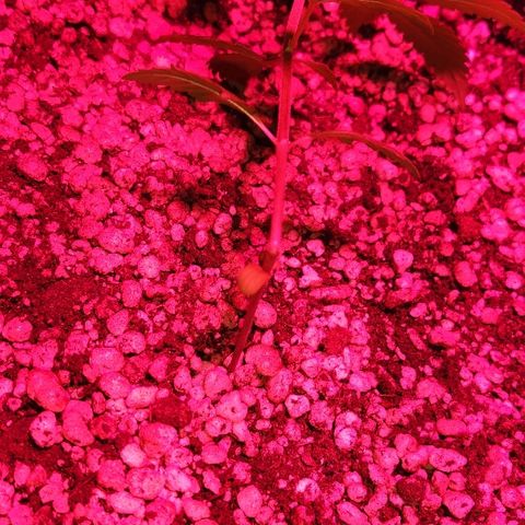 Auto Purple growlog photo: Acidente