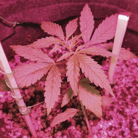 Auto Purple growlog photo: Abrindo 5 par de folhas