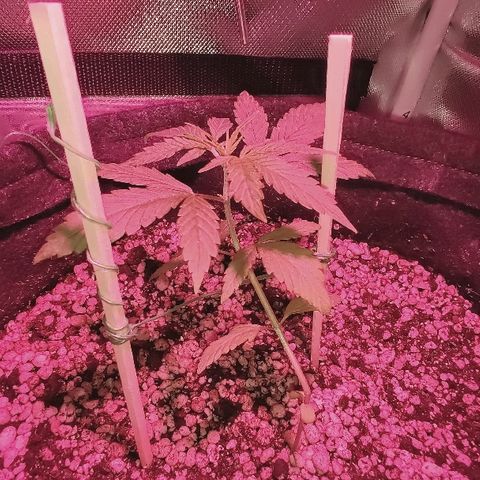 Auto Purple growlog photo: Abrindo 5 par de folhas