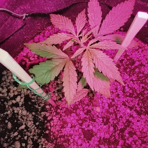 Auto Purple growlog photo: Abrindo 5 par de folhas