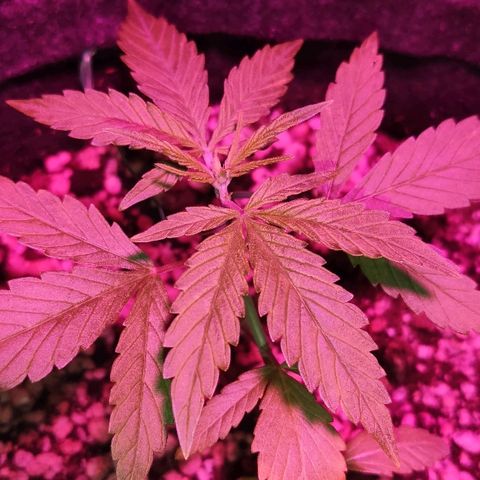 Auto Purple growlog timeline photo