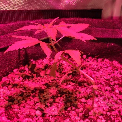Auto Purple growlog timeline photo
