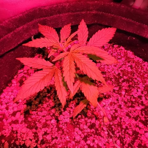 Auto Purple growlog timeline photo