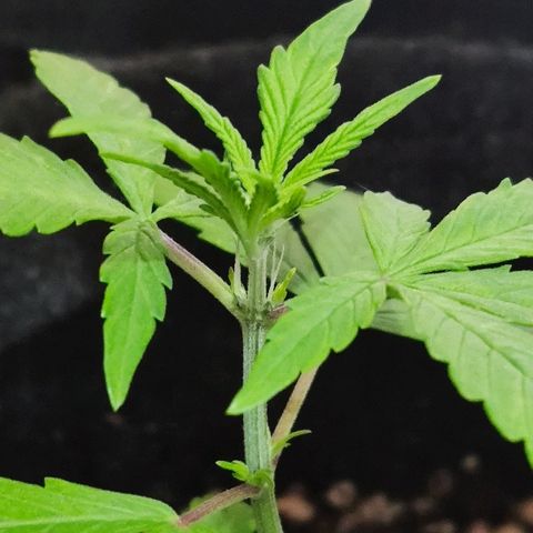 Auto Purple growlog timeline photo