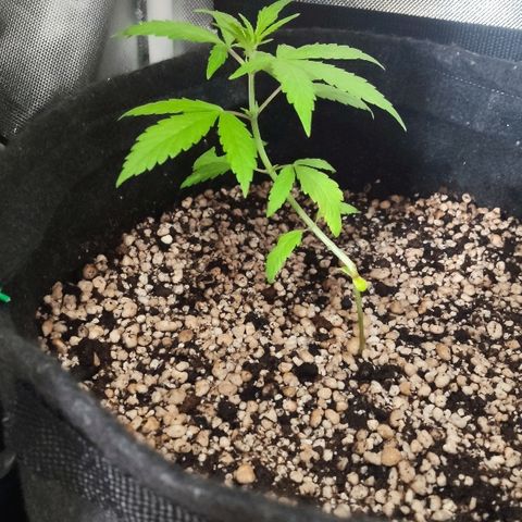 Auto Purple growlog timeline photo