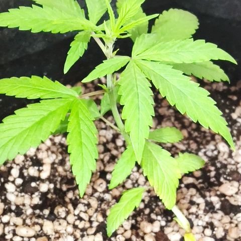 Auto Purple growlog timeline photo
