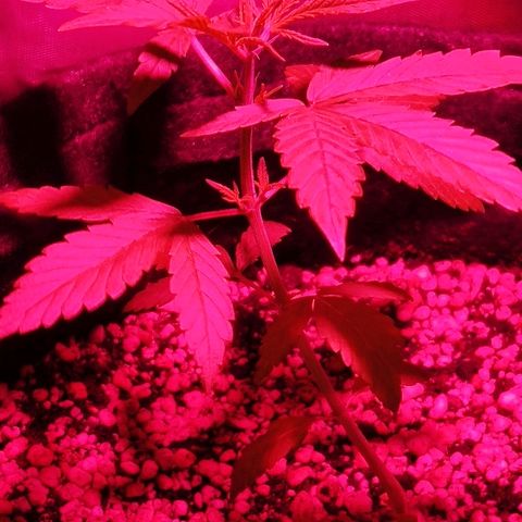 Auto Purple growlog timeline photo