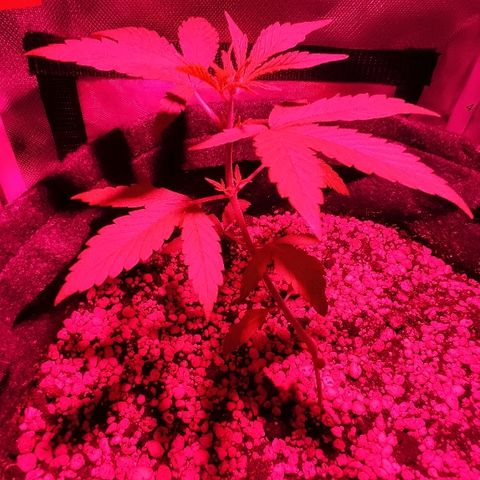 Auto Purple growlog timeline photo