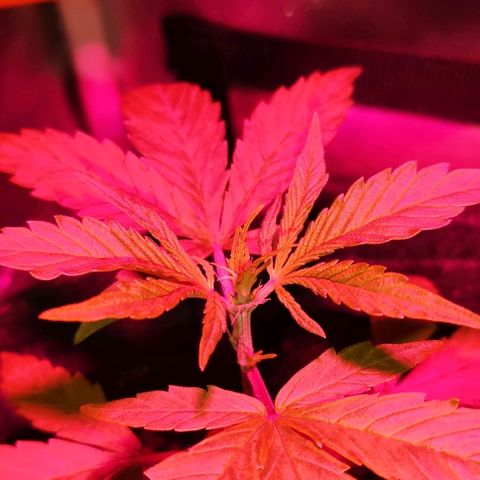 Auto Purple growlog timeline photo