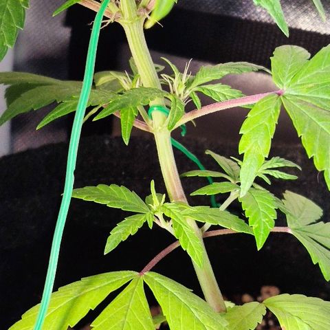 Auto Purple growlog timeline photo