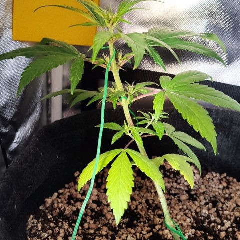 Auto Purple growlog timeline photo