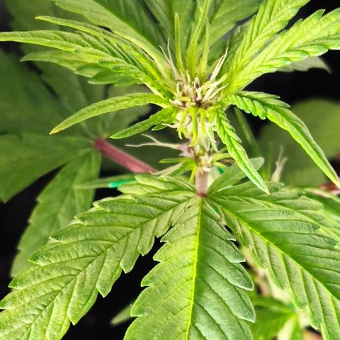 Auto Purple growlog timeline photo