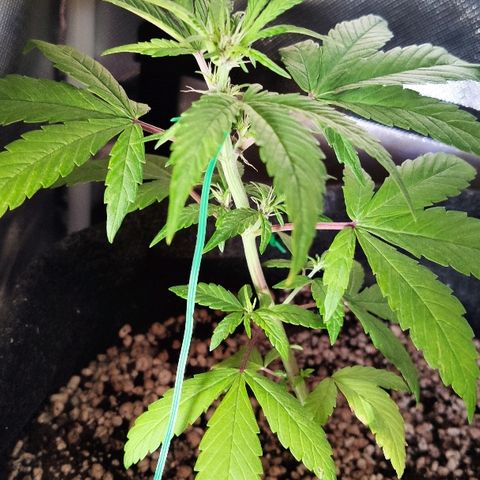 Auto Purple growlog timeline photo