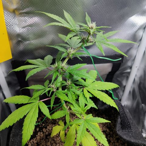 Auto Purple growlog timeline photo
