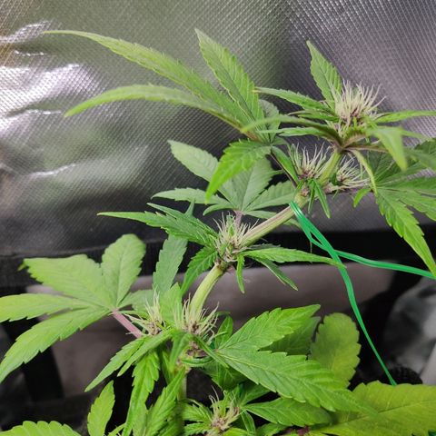 Auto Purple growlog timeline photo