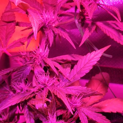 Auto Purple growlog timeline photo