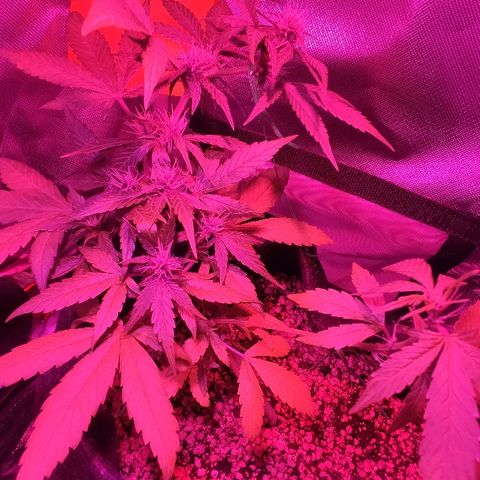 Auto Purple growlog timeline photo